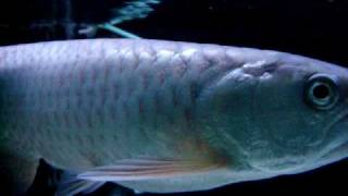 red spotted arowana