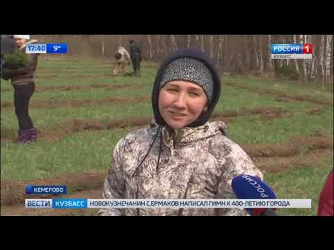 Сотрудники компании «Кузбассразрезуголь» высадили более 1000 молодых сосен на въезде в Кемерово