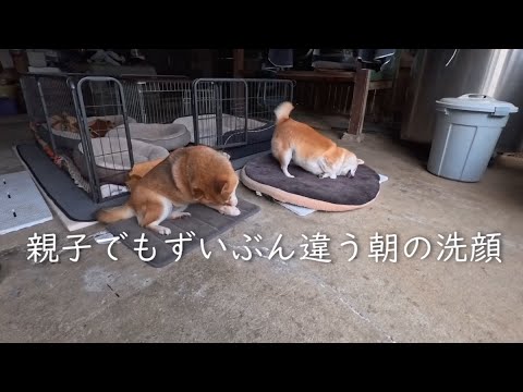 親子柴の顔の洗い方と遊び方のバリエーション紹介 サムネイル