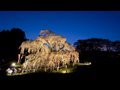 「三春滝桜」ライトアップ(HD1280x720p) Miharu Weeping cherry tree Night view