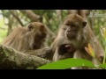 Animal Sapiens (full documentary)