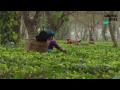 Animal Sapiens (full documentary)