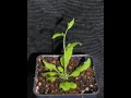 Arabidopsis Development- A flowering plant movie clip