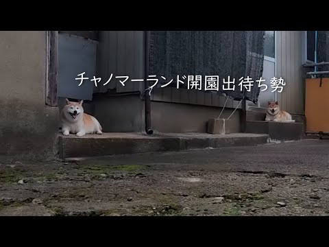 柴犬親子のかわいいゲート前の様子と癒やしの瞬間 サムネイル