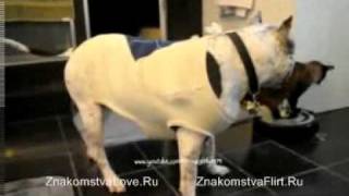 Борзый кот на пылесосе