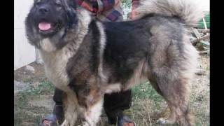 Кавказская овчарка Саян.Caucasian shepherd Sayan.