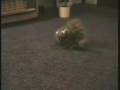 Cat in the bottle Cat in the bottle
