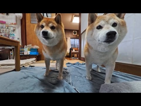 2025年11月7日のおやつ、柴犬モモは警戒するのか解説 サムネイル