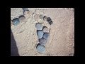 Ashleigh's Andy Goldsworthy Project