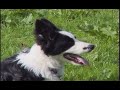 The Working Sheepdog ( Border Collies ) in training