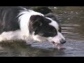 The Working Sheepdog ( Border Collies ) in training