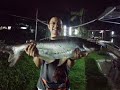 Pancing Ikan Patin & Umpan Patin~钓八丁鱼&鱼饵