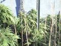 Medical marijuana outdoor 2010 Harvest time