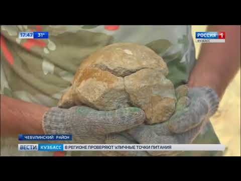 В Кузбассе обнаружили  кость доисторического животного