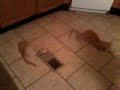 Cute kitten's playing with chapstick