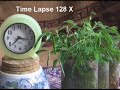 Mimosa Pudica - The Sensitive Plant