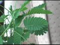 Mimosa Pudica - The Sensitive Plant