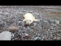 newborn seal pup