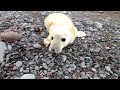 newborn seal pup