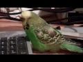 Billy Bob The Talking Budgie Watches Video Of Himself