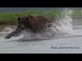 Salmon Fishing Wolves of Alaska, Very Rare Footage! wolf vs grizzly bear