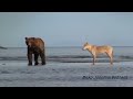 Salmon Fishing Wolves of Alaska, Very Rare Footage! wolf vs grizzly bear