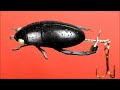 Making A Beetle Fishing Lure From Plastic Spoons