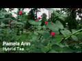 Hybrid Tea Rose Gardening Display - Flower Guide