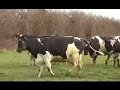 Dancing cows