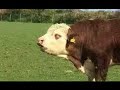Dancing cows