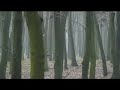 The Hunting of wild boars in Hungary 2