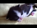 CAT ♥ BABY CATS COMPILATION 2 ► DONT MISS ◄