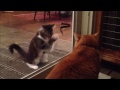 CAT ♥ BABY CATS COMPILATION 2 ► DONT MISS ◄