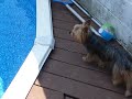 Deck Restore Applying Done By Home owner after 1 year part 2, 2013