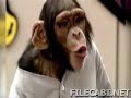 kissing monkeys(very funny)