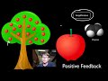 Positive and Negative Feedback Loops