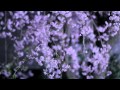 [HD] Weeping Willow Cherry Trees at Night (枝垂れ桜 / Shidare Zakura)