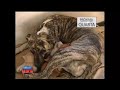Pit bull rouba e amamenta filhotes de gata