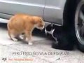 Videos de Animales y Mascotas Video Bronca al gatito