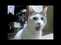 The OMG Cat