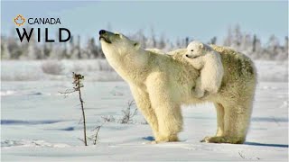 earth tip | Polar bear love Polar bear love