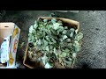 How to grow delicious hydroponic Strawberries