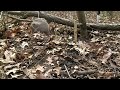How to Make a Trip Wire Trap
