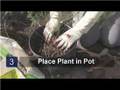 Vegetable Gardening : How to Plant Asparagus in a Container Garden