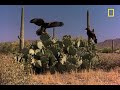 Harris's Hawks vs. Jackrabbit