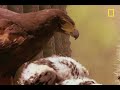 Harris's Hawks vs. Jackrabbit