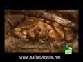 Lion Attack Car (Safari Videos)