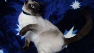 Созвездие кошки.mpg