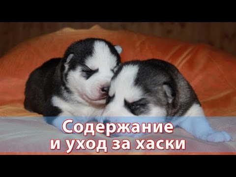 Cached Отзывы о Полимерная глина Artifact "Sonnet"
