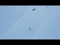 Partly Cloudy Bonus Clip:Wiley Miller Nosebutter 7